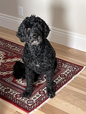 Soda, the Portuguese Water Dog